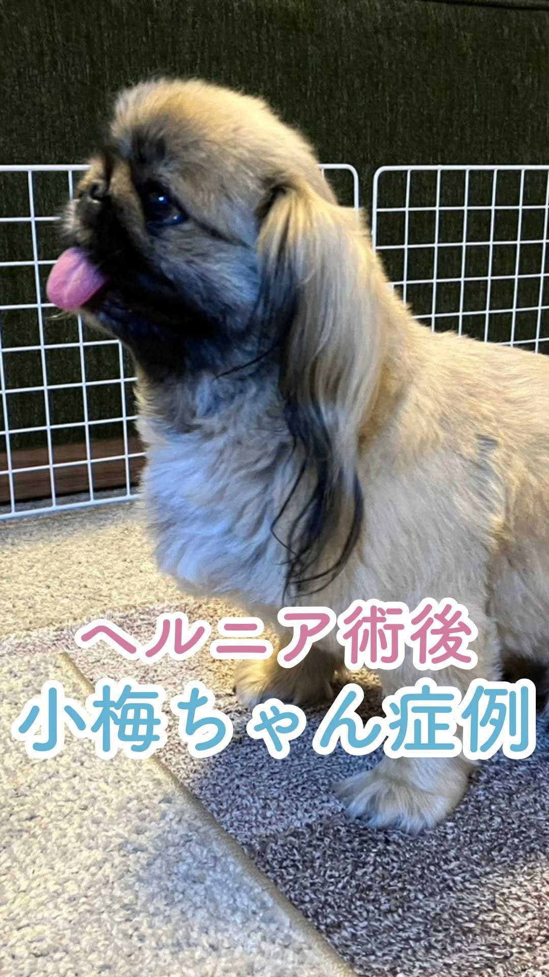 Post 3 by オムニア自然療法ペットクリニック｜鈴木綾香 on Instagram (video)