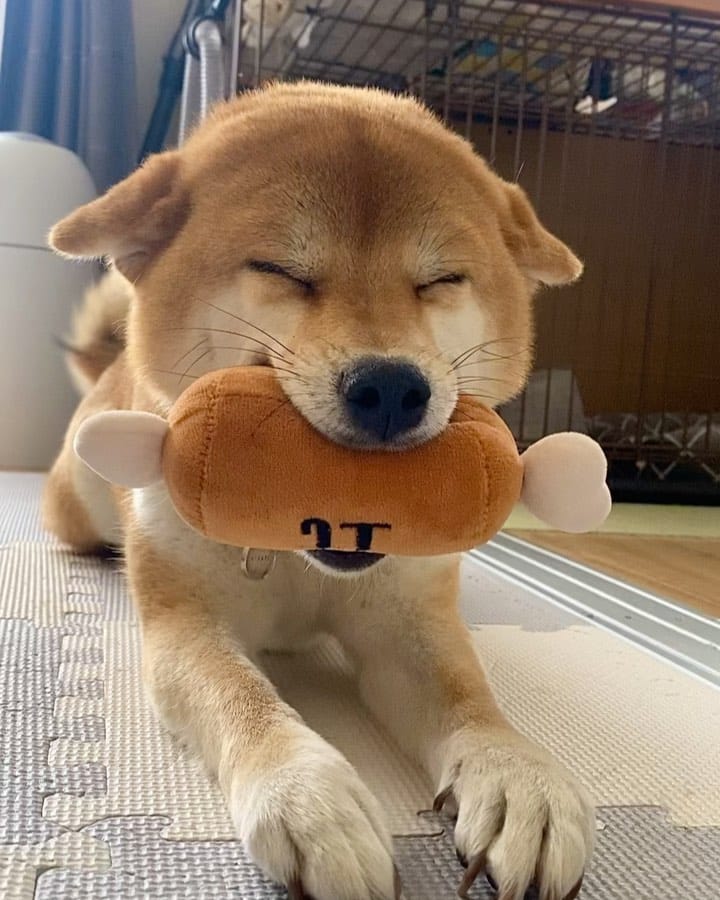 Post 10 by 柴犬🍊きなこ🐾 on Instagram (carousel)