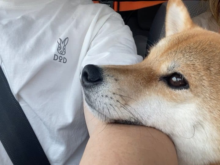 Post 8 by 柴犬🍊きなこ🐾 on Instagram (carousel)