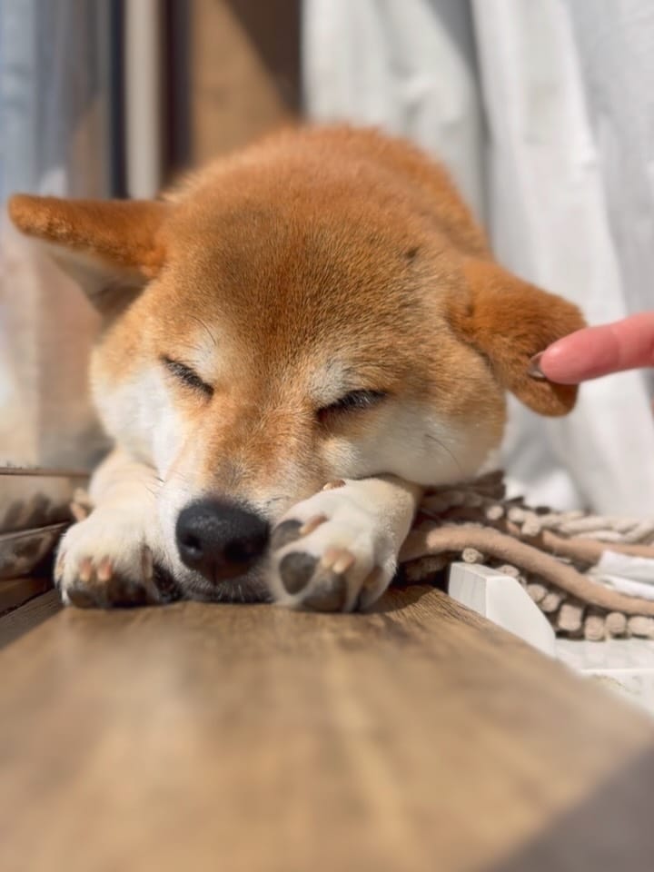 Post 6 by 柴犬🍊きなこ🐾 on Instagram (carousel)