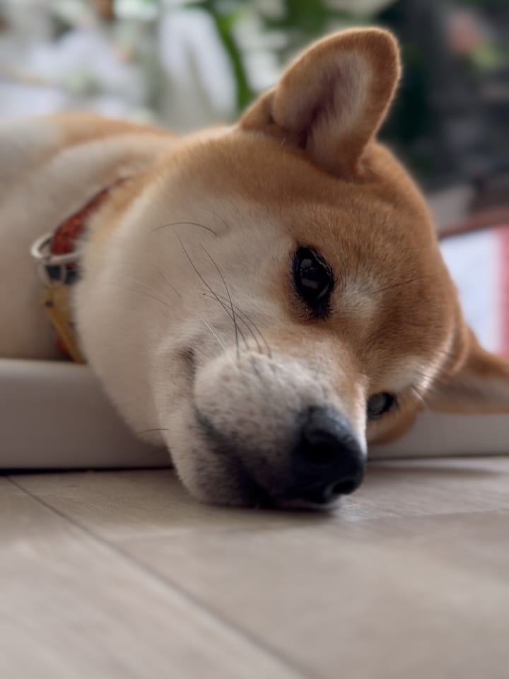 Post 1 by 柴犬🍊きなこ🐾 on Instagram (carousel)