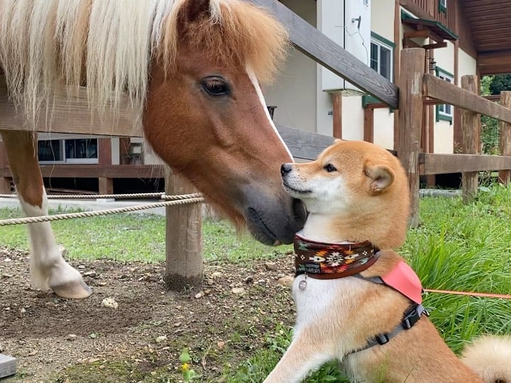 Post 9 by 柴犬🍊きなこ🐾 on Instagram (carousel)