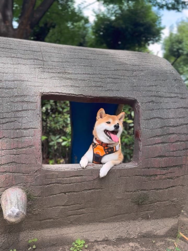 Post 3 by 柴犬🍊きなこ🐾 on Instagram (carousel)
