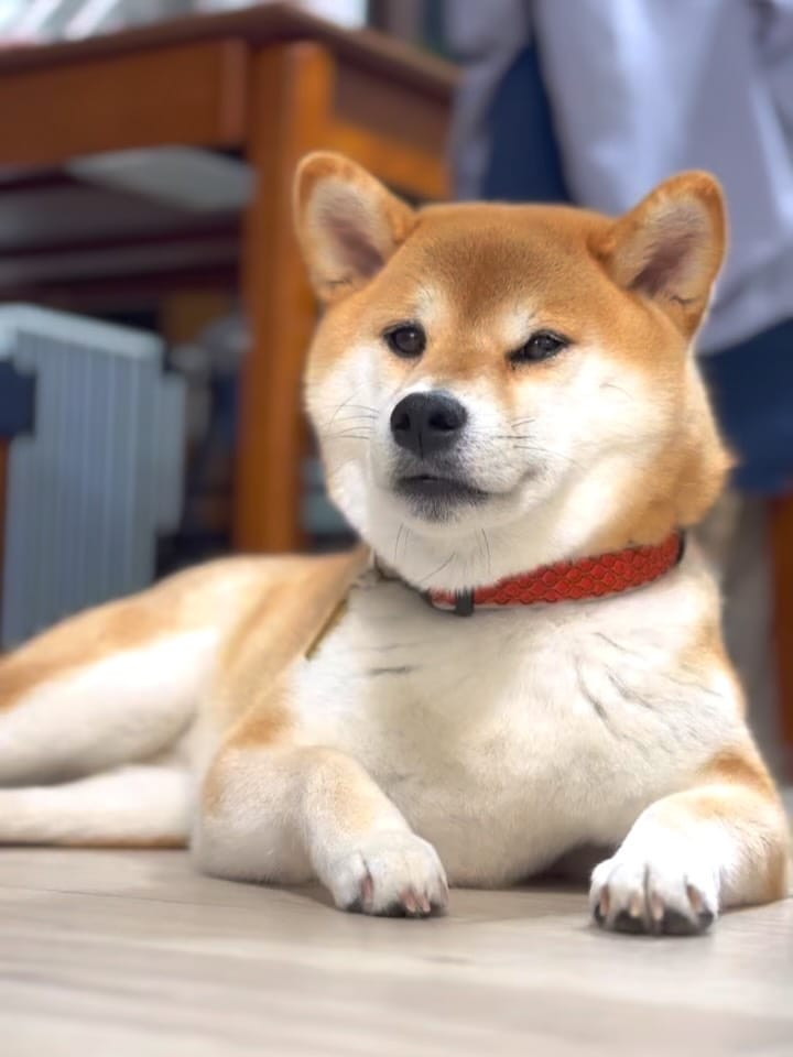 Post 2 by 柴犬🍊きなこ🐾 on Instagram (carousel)