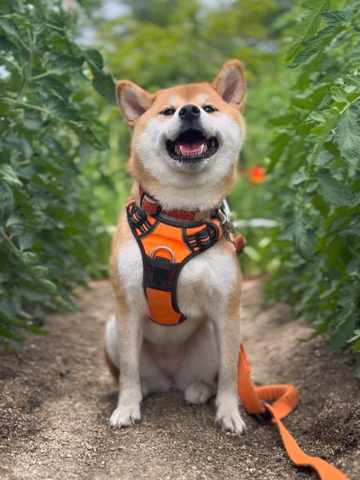 Post 5 by 柴犬🍊きなこ🐾 on Instagram (carousel)