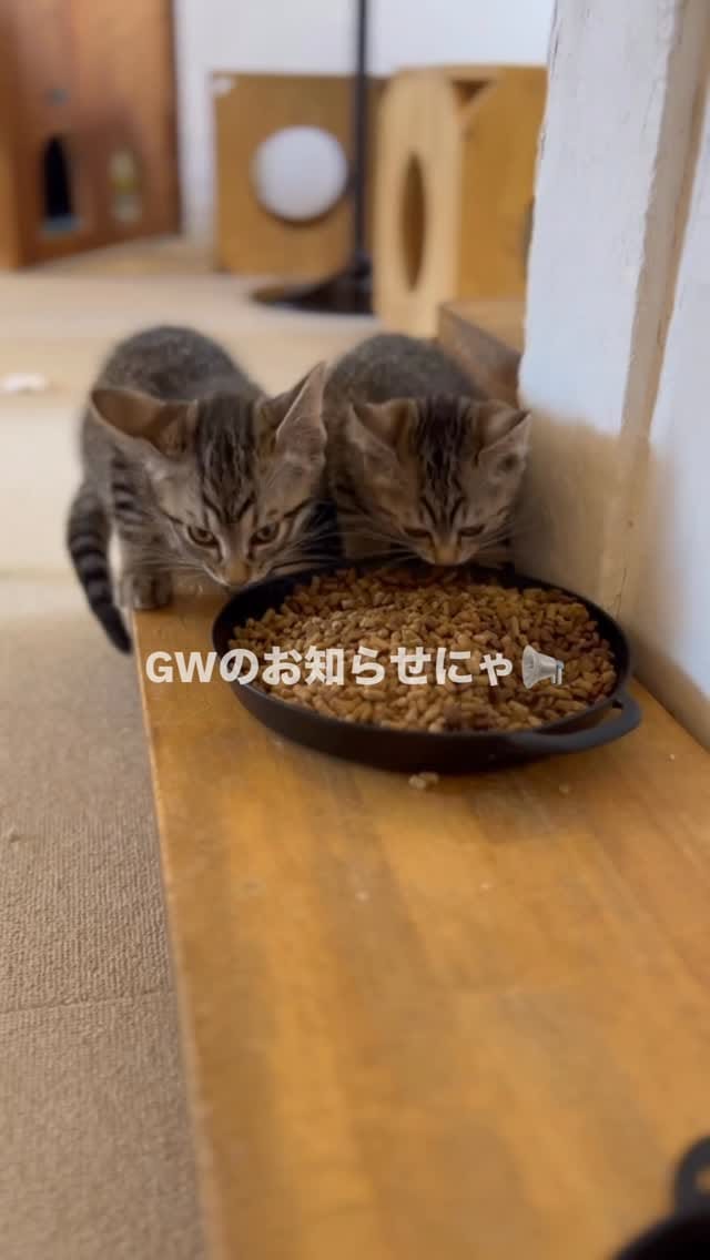 Post 2 by こねこカフェSanctuary（サンクチュアリ ）保護猫カフェ on Instagram (video)