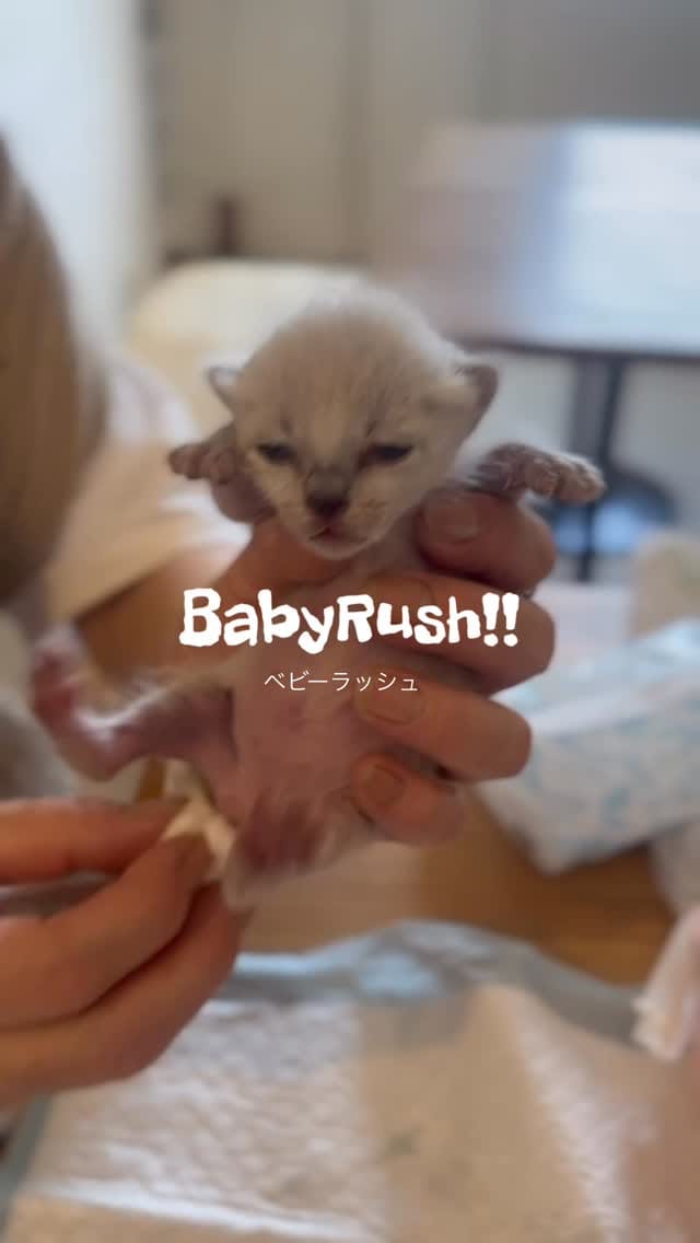 Post 3 by こねこカフェSanctuary（サンクチュアリ ）保護猫カフェ on Instagram (video)