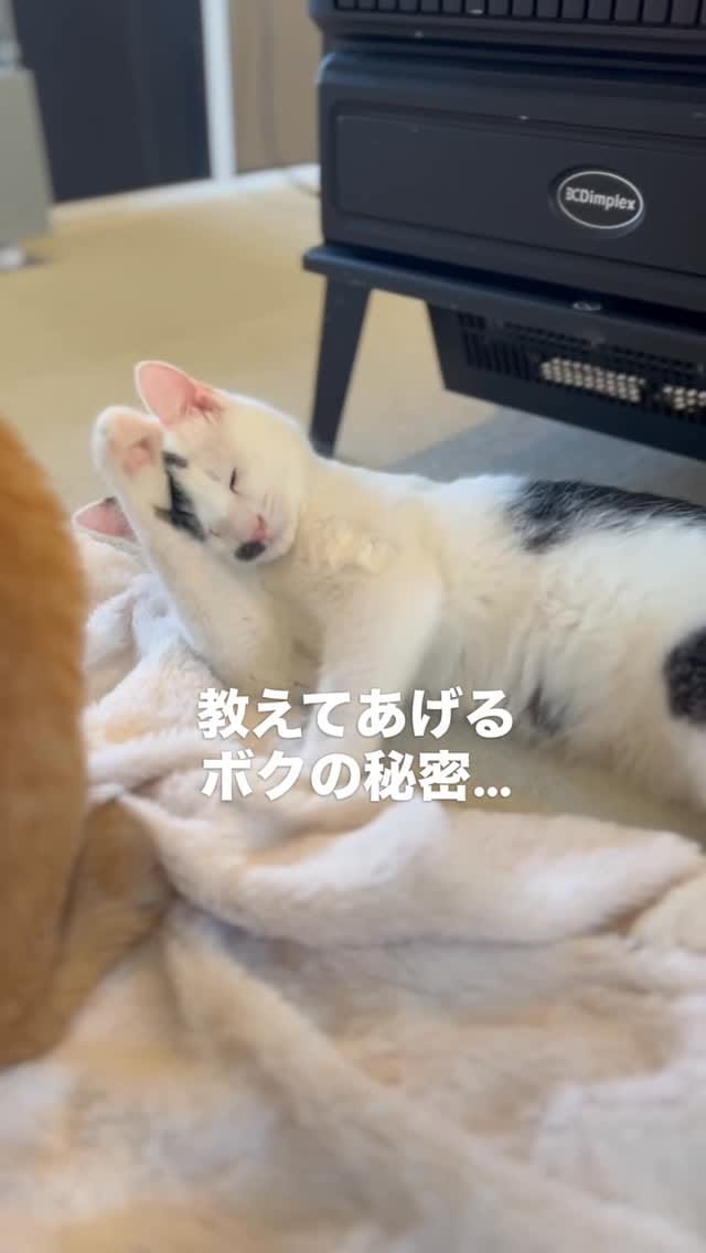 Post 5 by こねこカフェSanctuary（サンクチュアリ ）保護猫カフェ on Instagram (video)