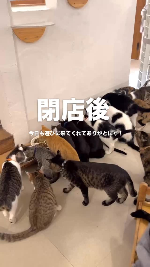 Post 4 by こねこカフェSanctuary（サンクチュアリ ）保護猫カフェ on Instagram (video)