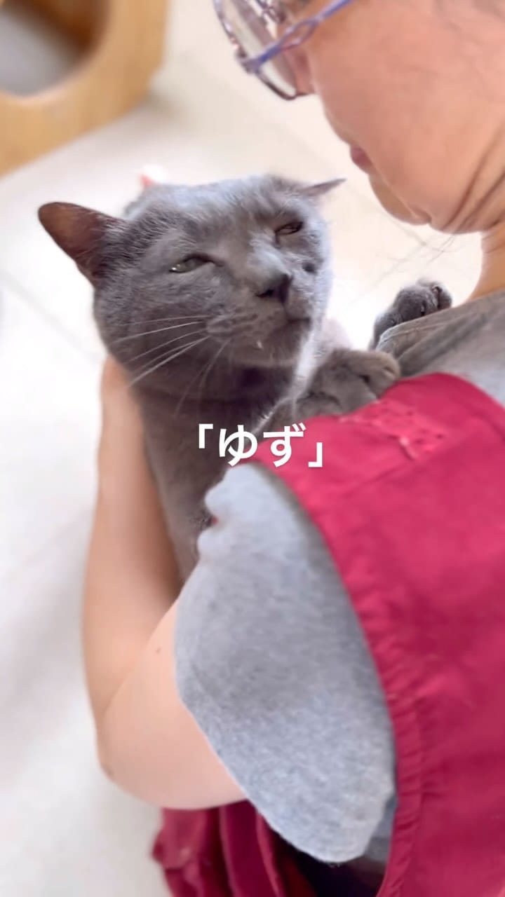 Post 9 by こねこカフェSanctuary（サンクチュアリ ）保護猫カフェ on Instagram (video)