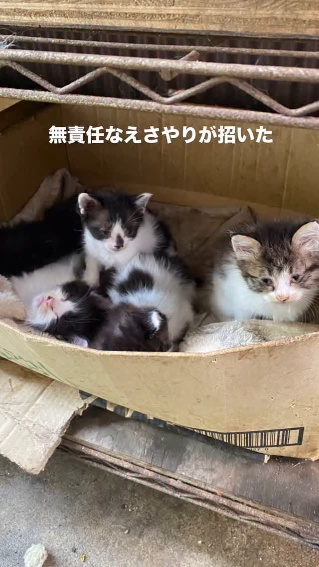 Post 7 by こねこカフェSanctuary（サンクチュアリ ）保護猫カフェ on Instagram (video)
