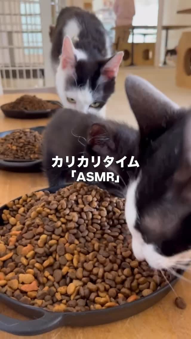 Post 1 by こねこカフェSanctuary（サンクチュアリ ）保護猫カフェ on Instagram (video)