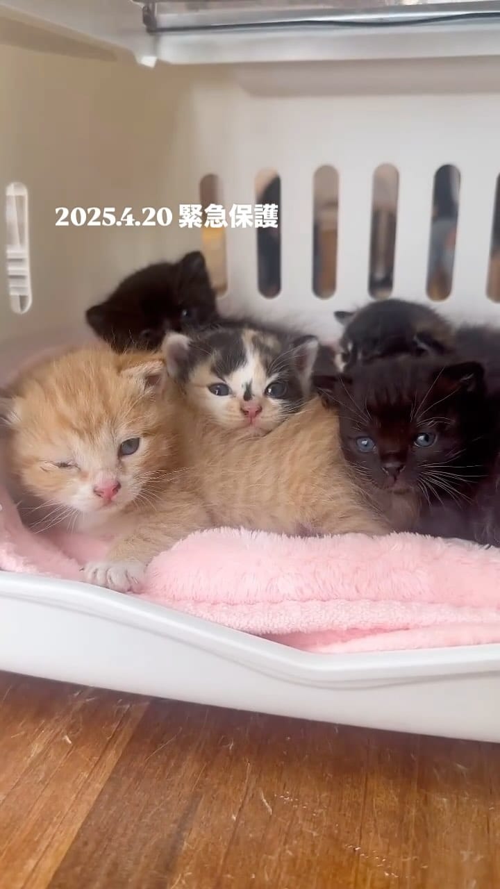 Post 8 by こねこカフェSanctuary（サンクチュアリ ）保護猫カフェ on Instagram (video)