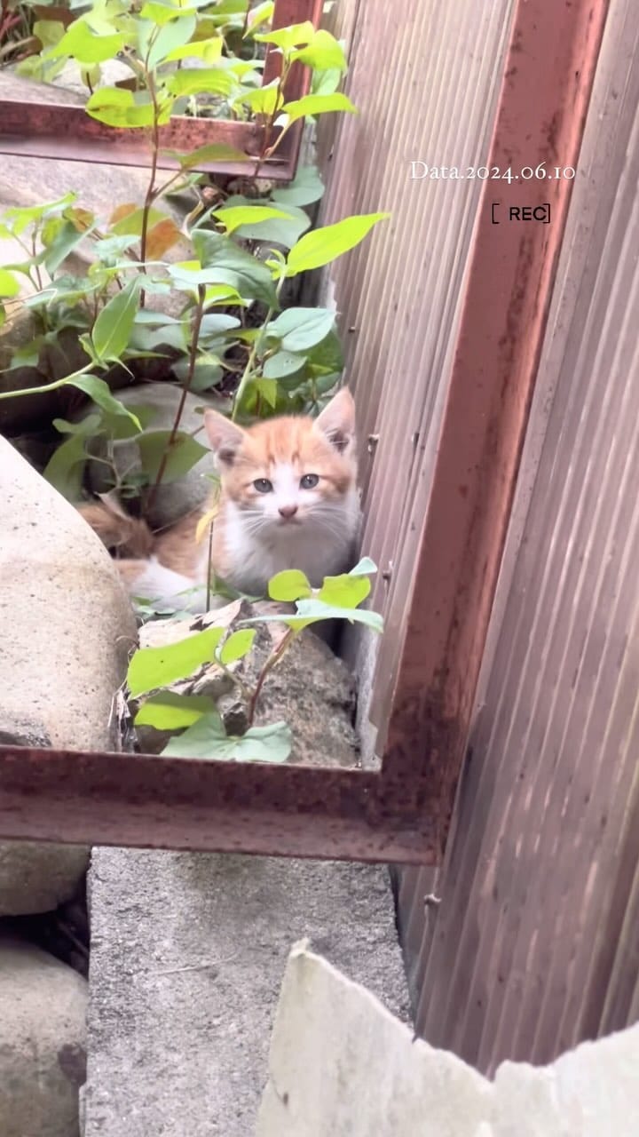Post 10 by こねこカフェSanctuary（サンクチュアリ ）保護猫カフェ on Instagram (video)