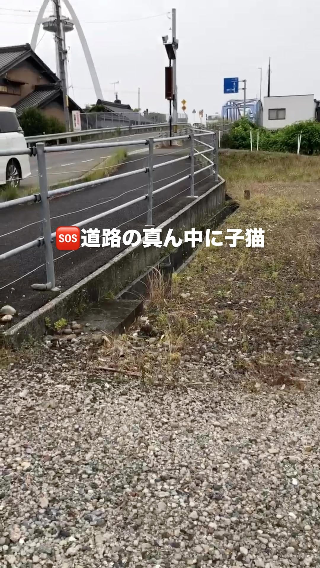 Post 6 by こねこカフェSanctuary（サンクチュアリ ）保護猫カフェ on Instagram (video)