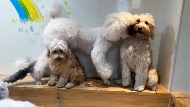 Post 4 by 𝑫𝒐𝒈 𝑪𝒂𝒇𝒆 𝑭𝒍𝒐𝒓𝒆𝒏𝒄𝒆  （ふれあい型ドッグカフェ） on Instagram (video)