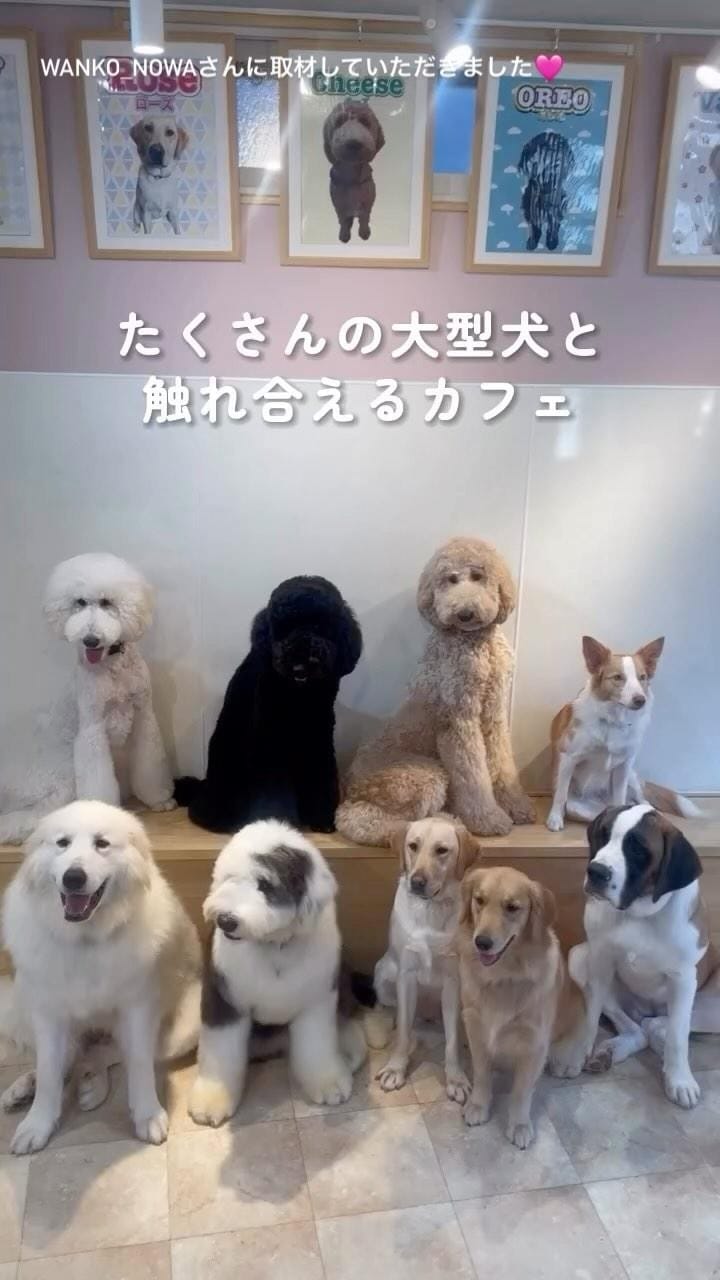 Post 9 by 𝑫𝒐𝒈 𝑪𝒂𝒇𝒆 𝑭𝒍𝒐𝒓𝒆𝒏𝒄𝒆  （ふれあい型ドッグカフェ） on Instagram (video)