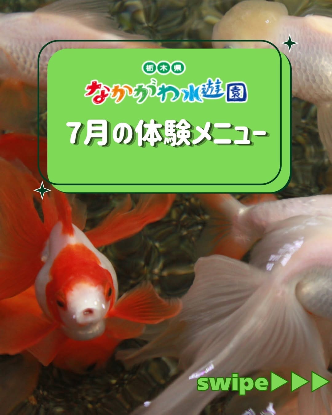 Post 1 by 栃木県なかがわ水遊園【公式】/水族館/公園 on Instagram (carousel)