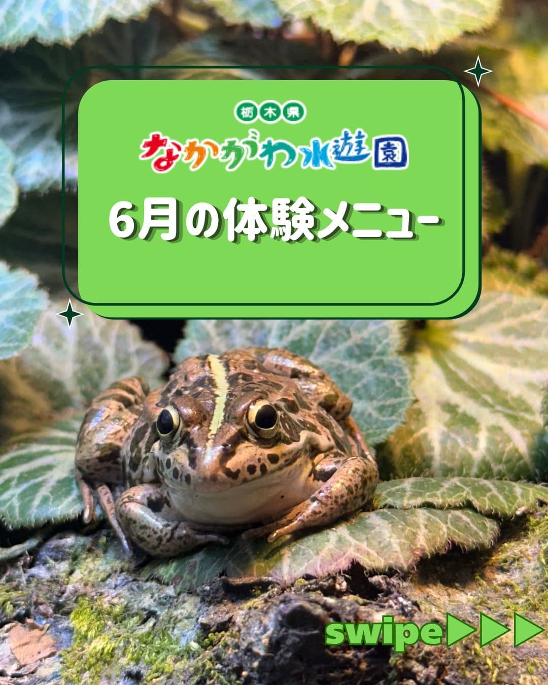 Post 9 by 栃木県なかがわ水遊園【公式】/水族館/公園 on Instagram (carousel)