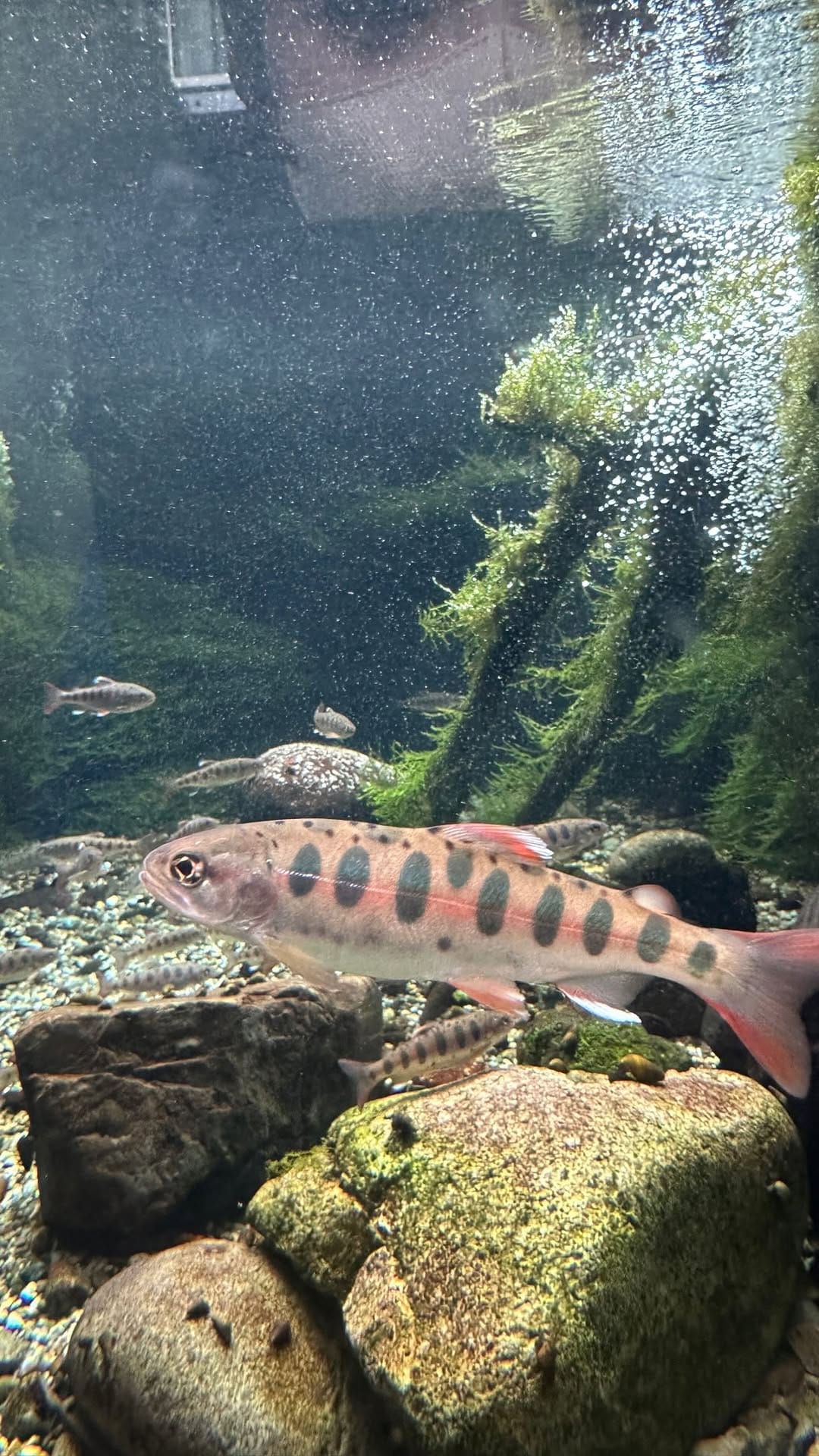 Post 2 by 栃木県なかがわ水遊園【公式】/水族館/公園 on Instagram (video)