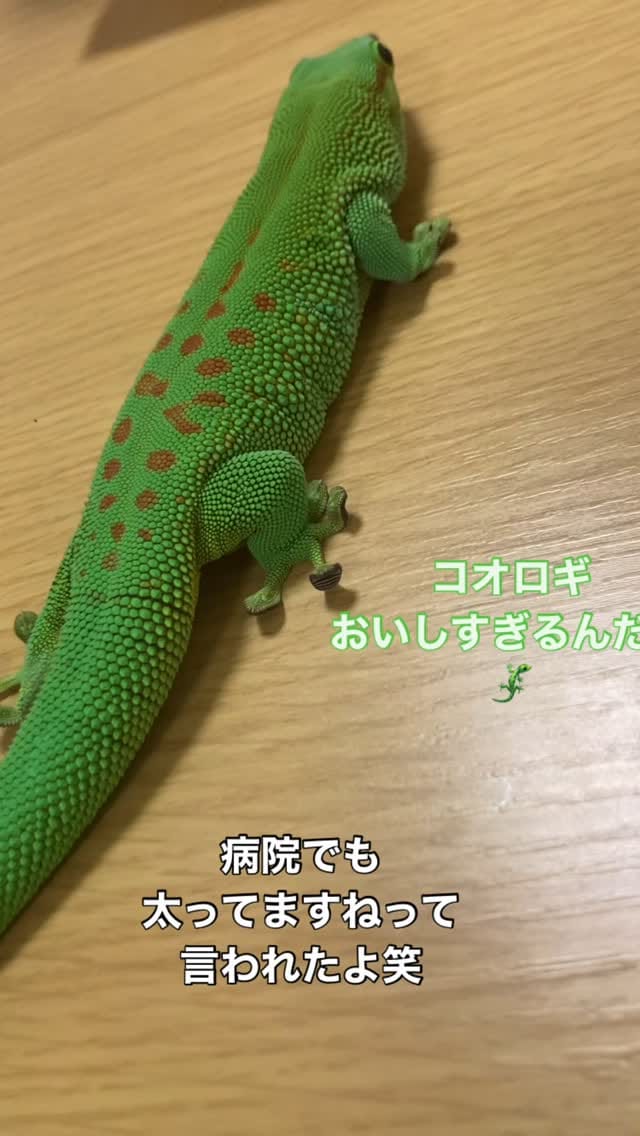 Post 10 by 幸せなヤモリLIFE❣️＠東京 on Instagram (video)