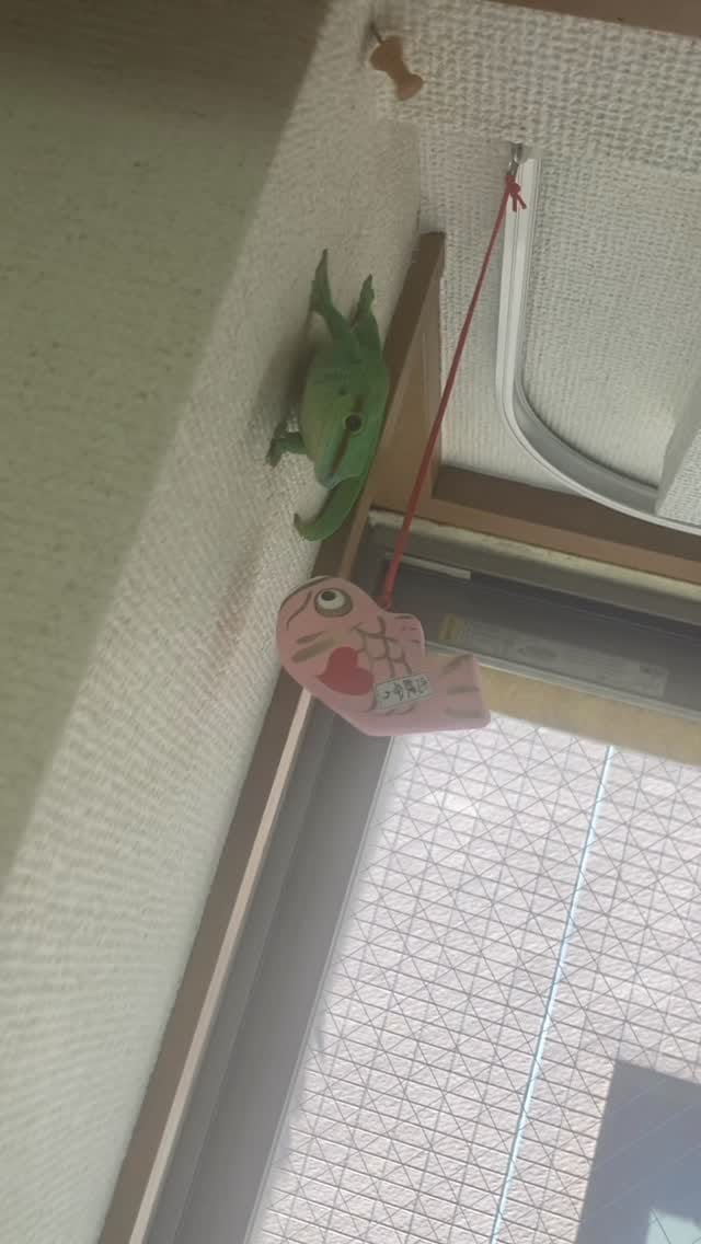 Post 8 by 幸せなヤモリLIFE❣️＠東京 on Instagram (video)
