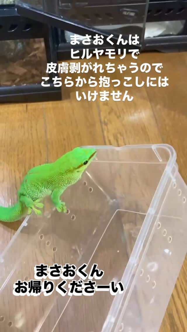 Post 9 by 幸せなヤモリLIFE❣️＠東京 on Instagram (video)