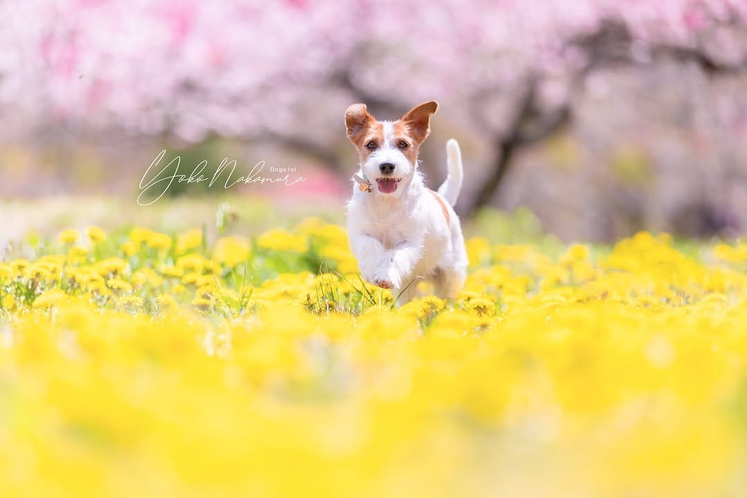 Post 10 by YokoNakamura* 中村陽子* on Instagram (image)