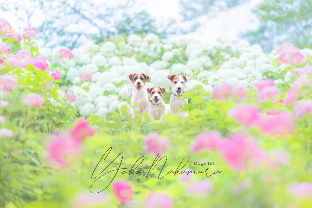 Post 2 by YokoNakamura* 中村陽子* on Instagram (carousel)