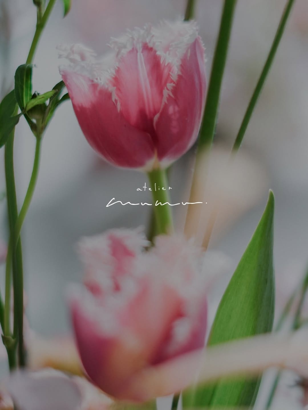 Post 6 by atelier mumu  -アトリエ　ムム- ┇福岡・北九州フォトスタジオ┇バースデー┇七五三┇成人記念┇ファミリー┇ on Instagram (image)