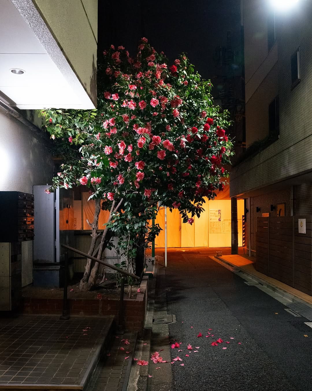 Post 6 by Taro Ohtani on Instagram (image)