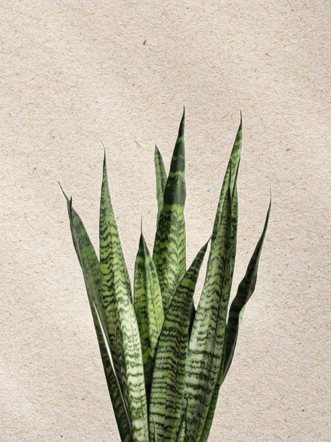 Post 6 by Vinícius A on Instagram (image)