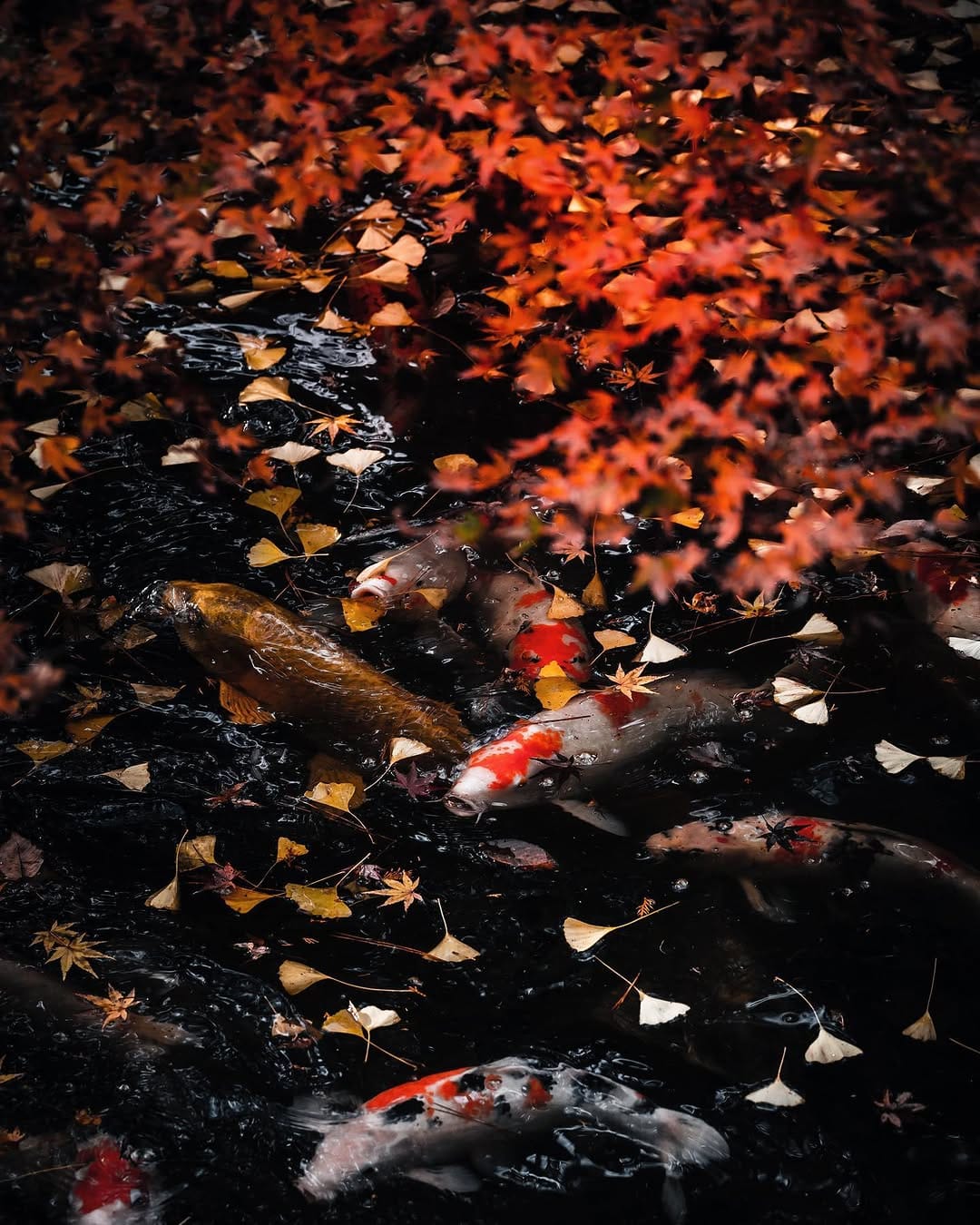 Post 9 by dark japan gallery on Instagram (image)