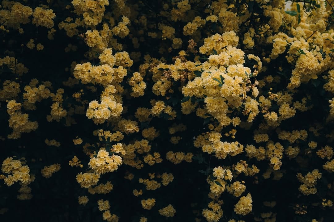 Post 2 by mitani kazariya｜三谷飾屋 on Instagram (carousel)