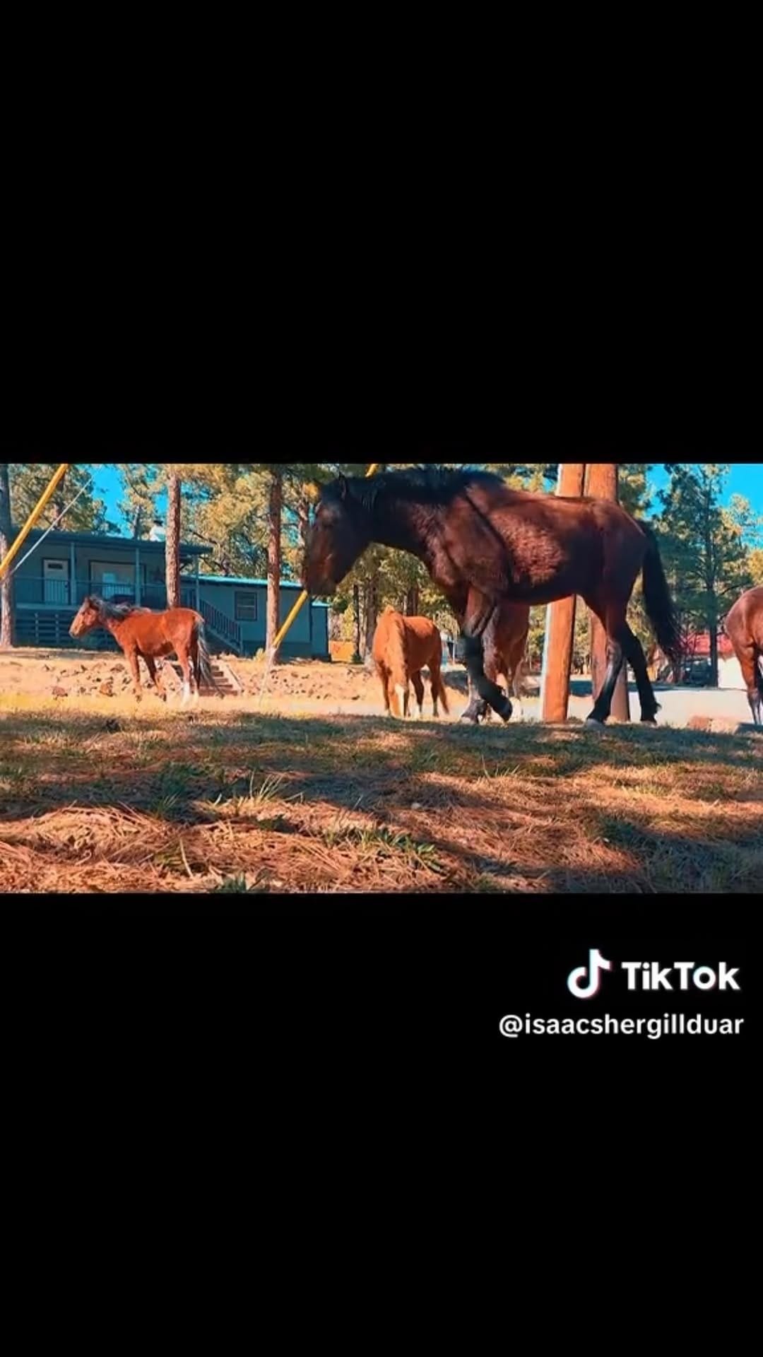 Post 5 by Bella Cabins on Instagram (video)