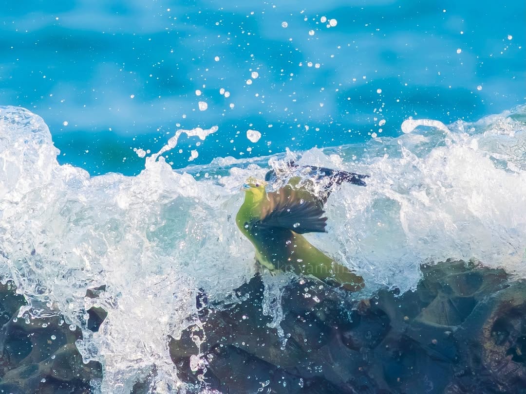 Post 3 by Mariko Yamamoto  写真家 山本まりこ on Instagram (image)