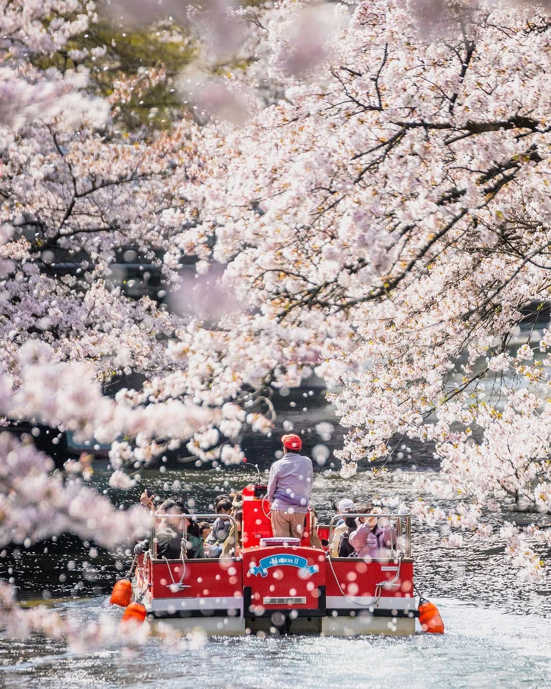 Post 8 by Natsuko. F on Instagram (image)