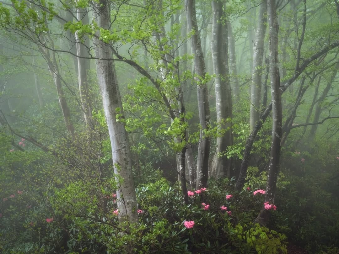 Post 8 by MISAKI NAGAO | Landscape Photo Design on Instagram (carousel)
