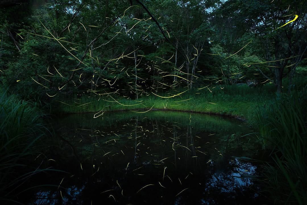 Post 10 by Mitsuki Koyama on Instagram (image)