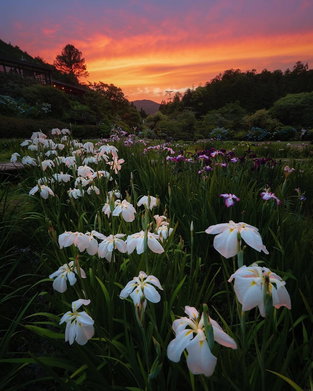 Post 8 by Mitsuki Koyama on Instagram (image)