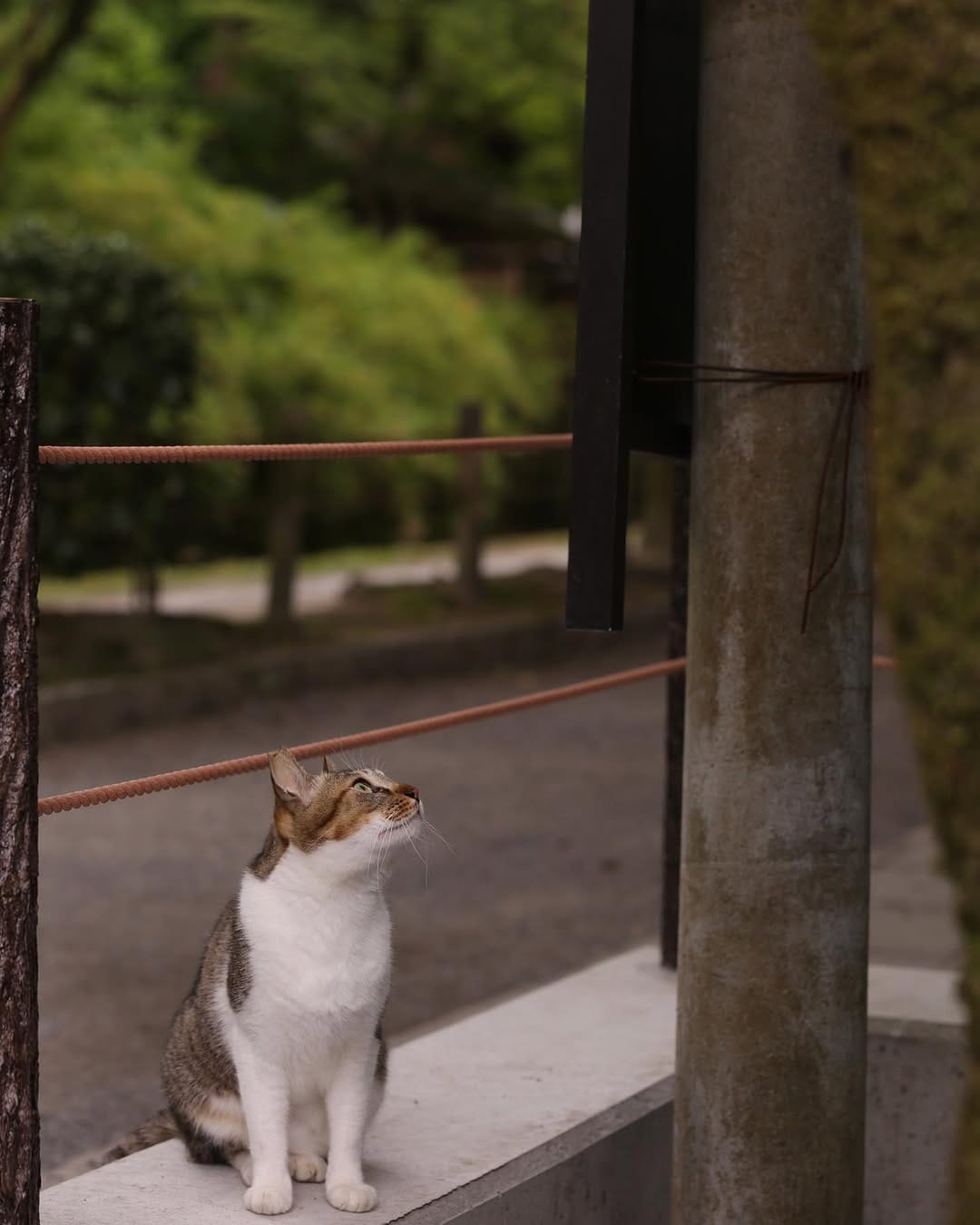 Post 4 by neko_mamire on Instagram (image)