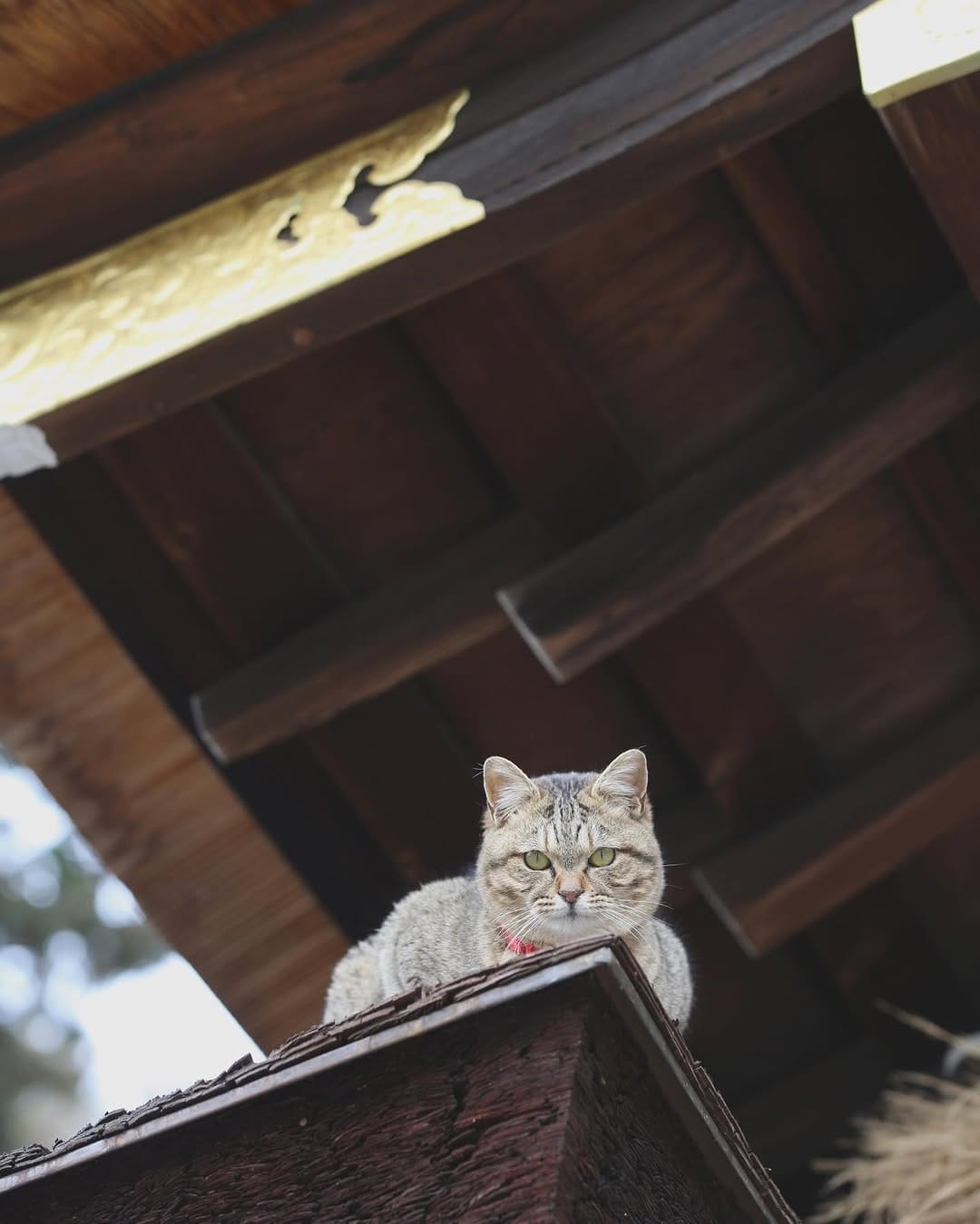 Post 6 by neko_mamire on Instagram (image)