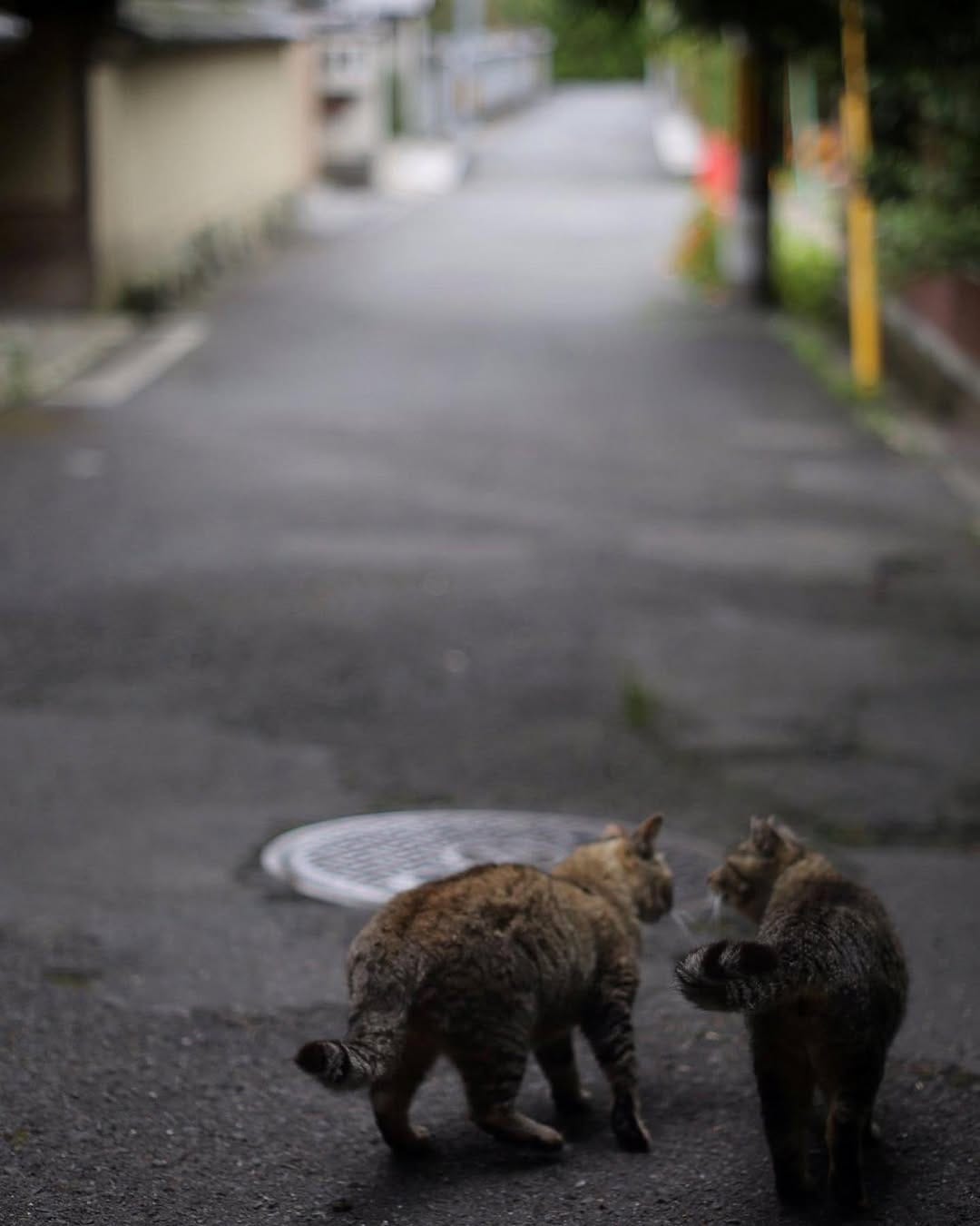 Post 8 by neko_mamire on Instagram (image)