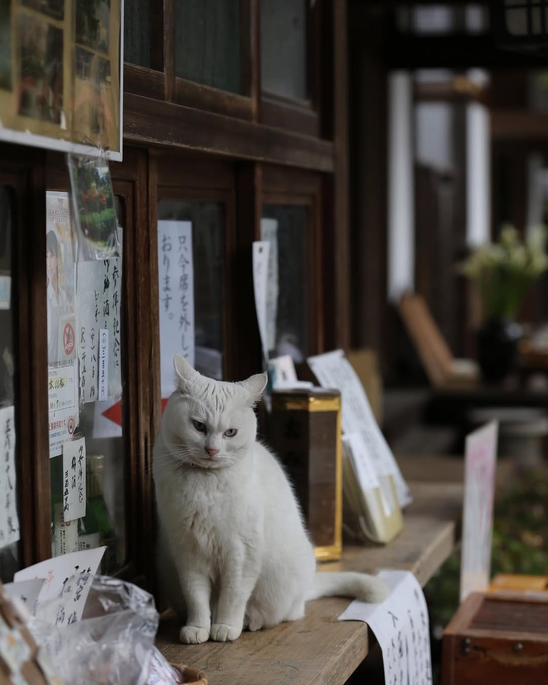 Post 5 by neko_mamire on Instagram (image)