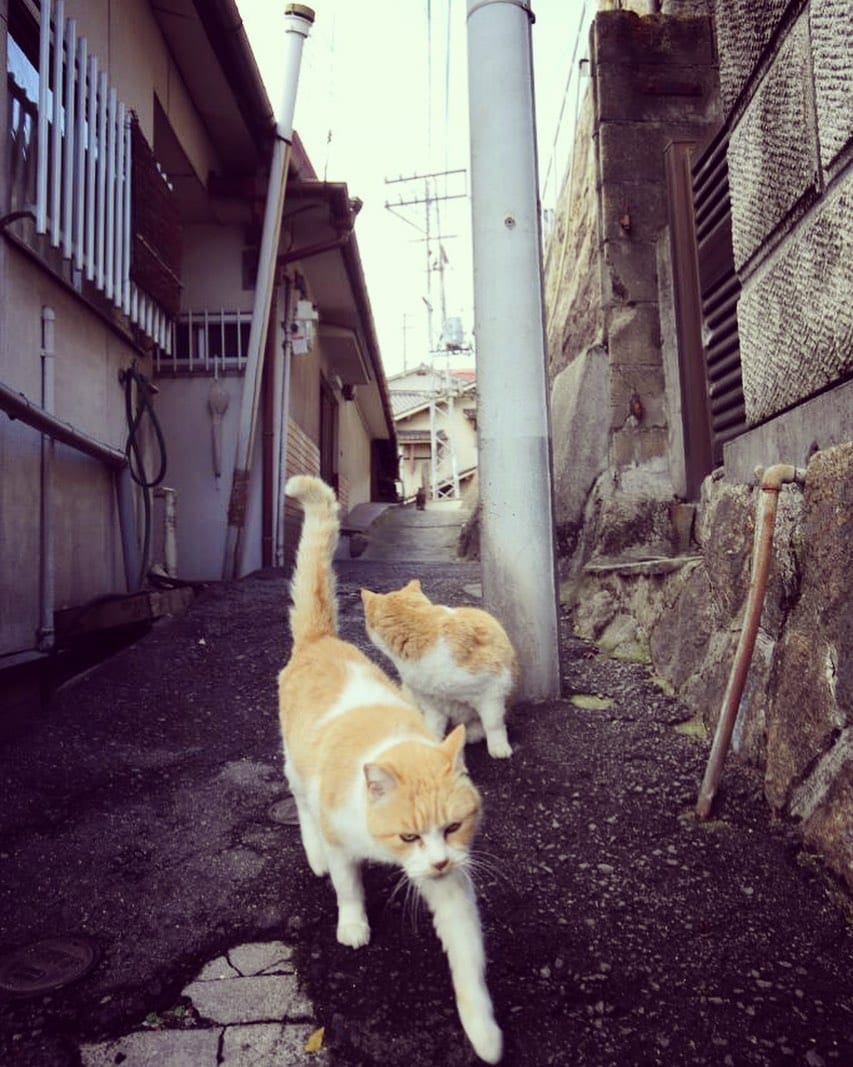 Post 1 by neko_mamire on Instagram (image)