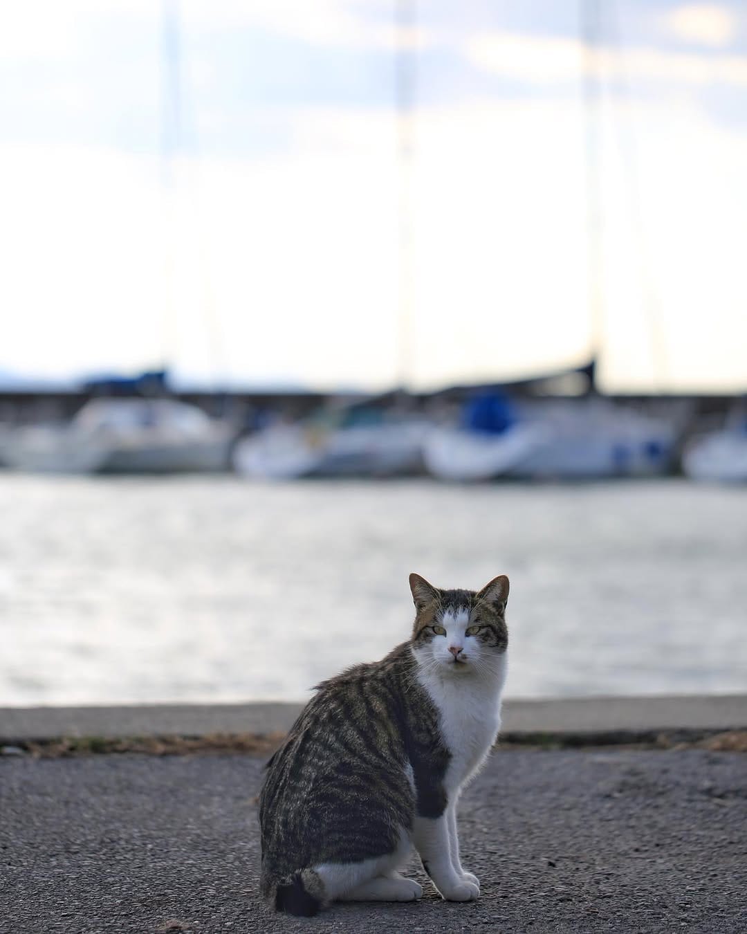 Post 3 by neko_mamire on Instagram (image)