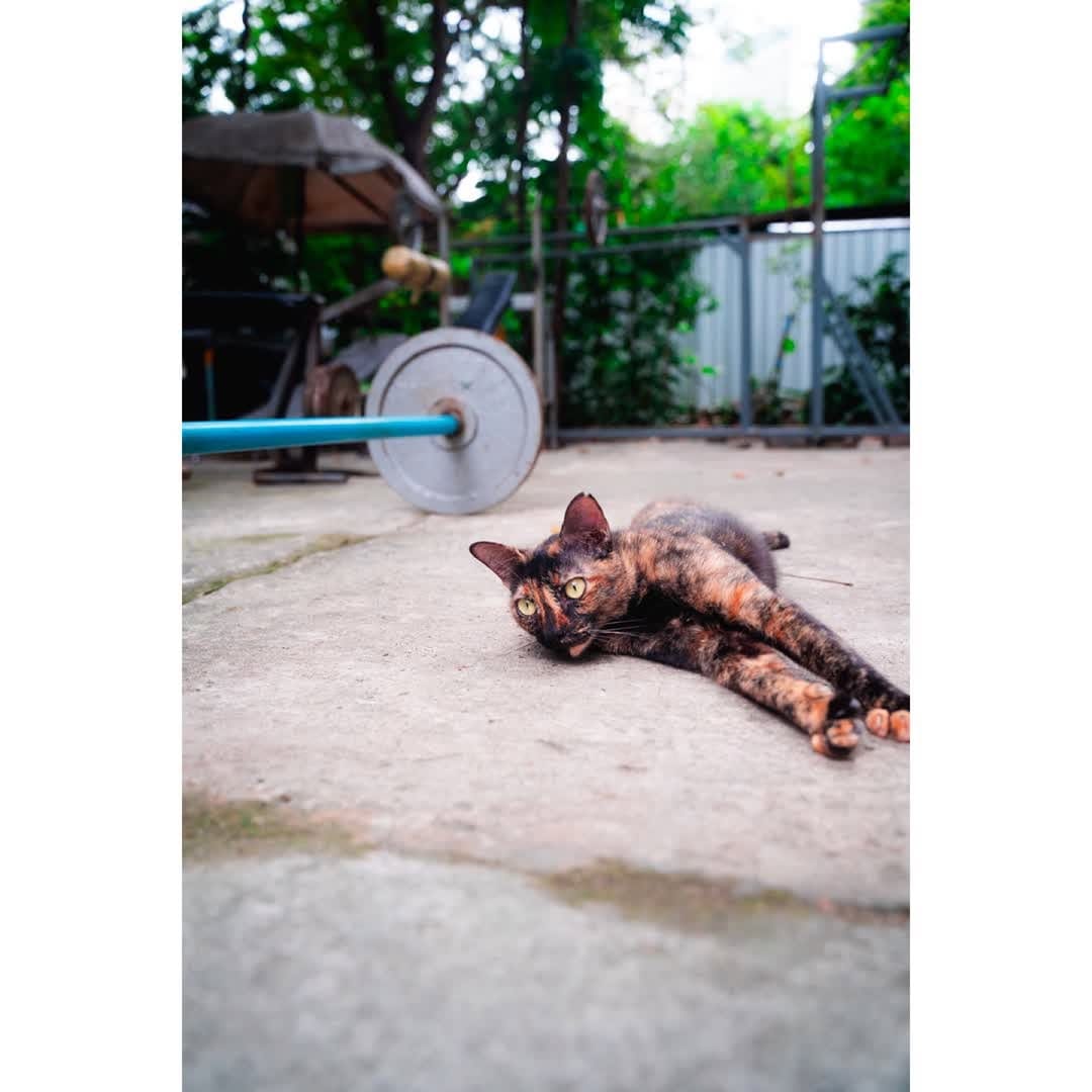 Post 3 by NatureCatPhotos｜世界の野良猫 on Instagram (carousel)