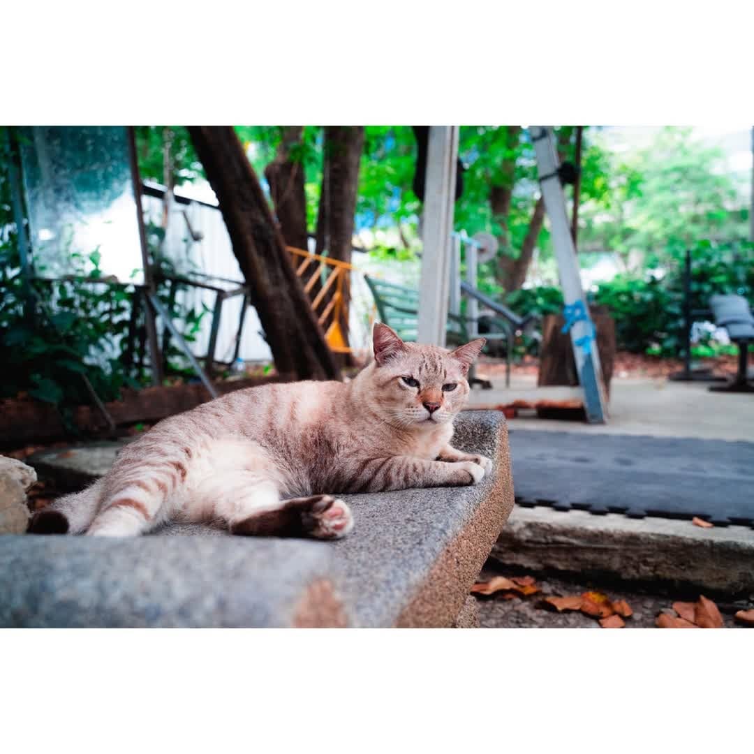 Post 7 by NatureCatPhotos｜世界の野良猫 on Instagram (carousel)