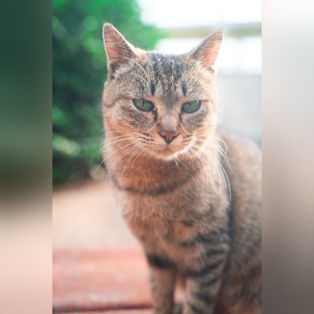 Post 4 by NatureCatPhotos｜世界の野良猫 on Instagram (carousel)