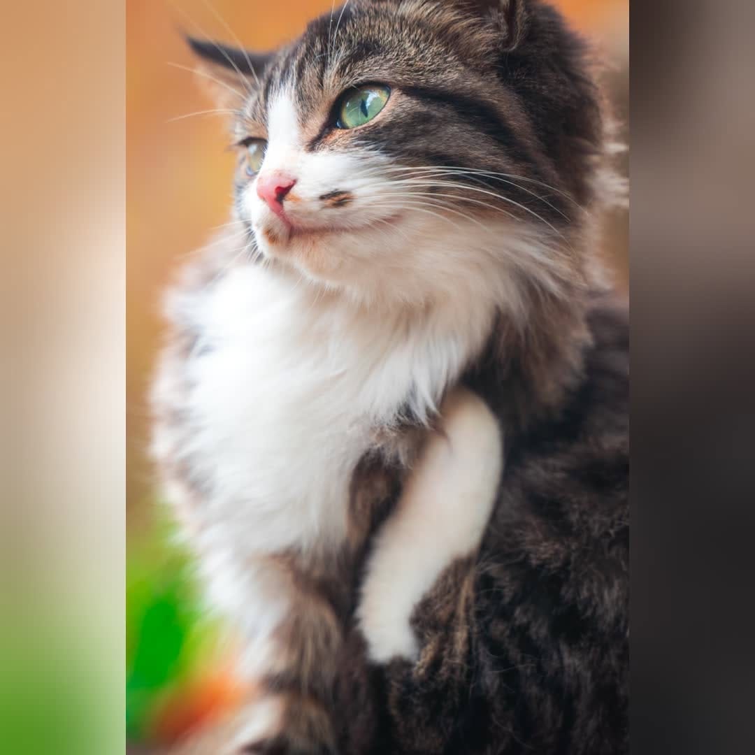 Post 1 by NatureCatPhotos｜世界の野良猫 on Instagram (carousel)